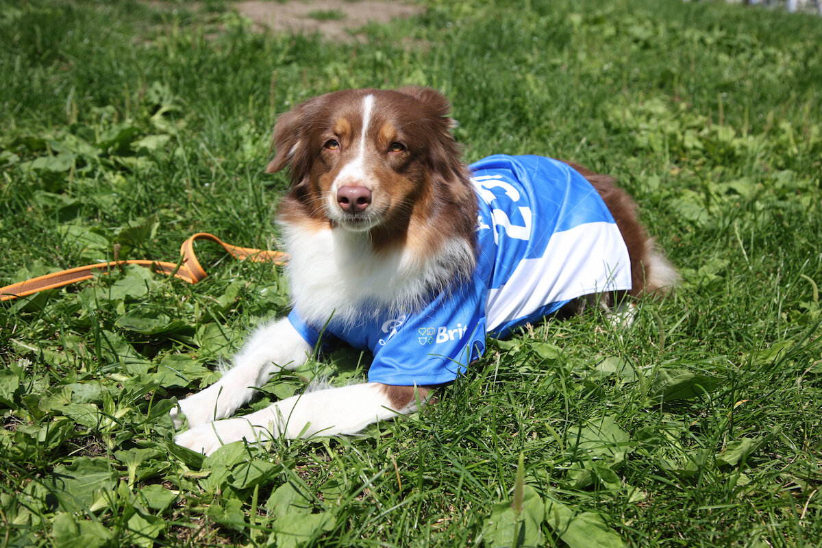 Dynamo AmbassaDOG